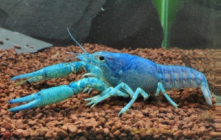 Рак Флоридский голубой, синий (Procambarus alleni)