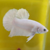 Петушок самка (курочка) Плакат Белая   (Betta fish female ) 3-3,5 см