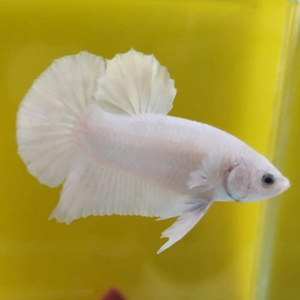 Петушок самка (курочка) Плакат Белая   (Betta fish female ) 3-3,5 см