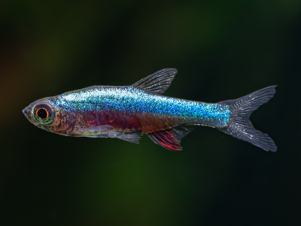 Расбора Аксельрода (Rasbora axelrodi)