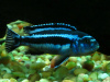Цихлида Меланохромис Майнгано (Pseudotropheus cyaneorhabdos)