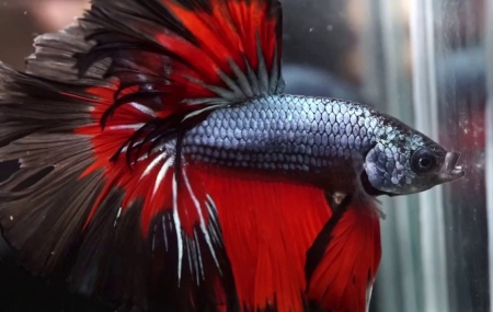 Петушок Халф Мун двухвостый красный дьявол самец( betta male red devil double tail)