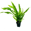 Папоротник Тайландский