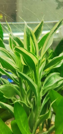 Драцена (Dracaena sanderina)