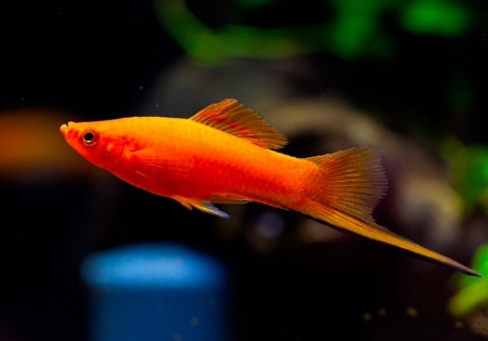 Меченосец Геллера красный (Xiphophorus helleri red)