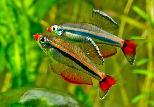 Кардинал (Tanichthys albonubes) 2 см