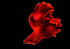 Петушок Халф Мун розохвостый красный самец (Betta male Halfmoon Rosetail red)