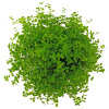 Микрантенум Монтекарло (Micranthemum Montecarlo)