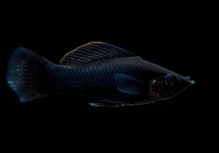 Моллинезия черная лирохвостая (Poecilia sphenops Black lyretail Molly)