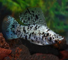 Моллинезия Долматинец парусный (Poecilia latipinna)