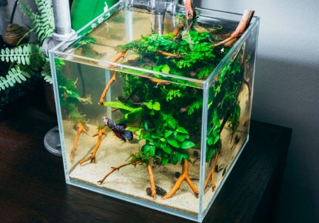 Анубиас Нана бонсай петит (Anubias-nana-petite)
