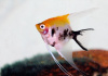 Скалярия Кои (pterophyllum koi)