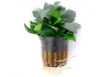 Гигрофила лимонник Компакт (Hygrophila corymbosa Compact)