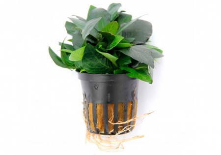 Гигрофила лимонник Компакт (Hygrophila corymbosa Compact)