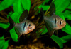 Тетра орнатус Черный (Hyphessobrycon megalopterus) или черный фантом