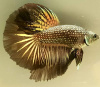 Петушок Супер Дельта черный дракон самец (betta-MALE super-delta-black-)