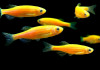 Данио рерио Глофиш оранжевый (Danio rerio glofish)