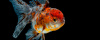Оранда ситцевая  (Goldfish Oranda calico)