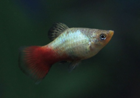 Пецилия голубой корал (Xiphophorus maculatus Blue Coral Platy)
