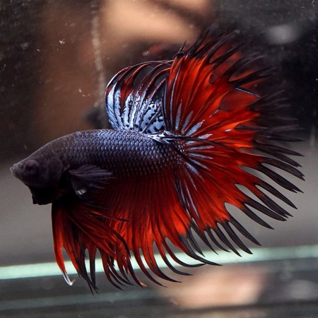 Петушок Коронохвостый красный дьявол самец (Live Betta Fish Male Red Devil Crowntai)