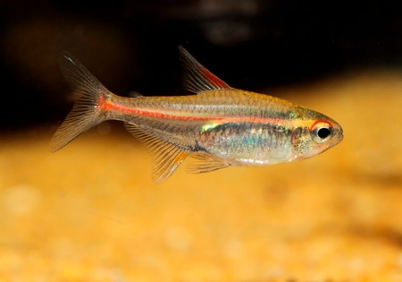Тетра светлячок Эритрозонус (Hemigrammus Erythrosonus)