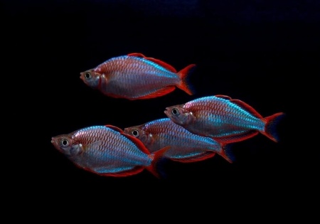 Радужница Неоновая (Melanotaenia Praecox)