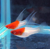 Меченосец Кохаку (Xiphophorus helleri Koi Kohaku) Санта Клаус