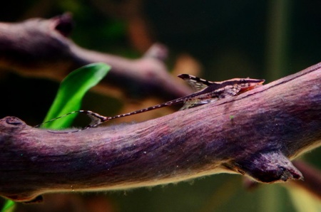 Стурисома панамская (лат. Sturisoma panamense) сом  5 см 