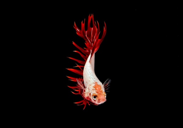 Петушок Коронохвостый красный дракон самец (Betta Fish Male-red-dragon krown-tail)