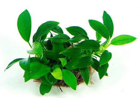 Анубиас Нана бонсай (Anubias nana bonsai)