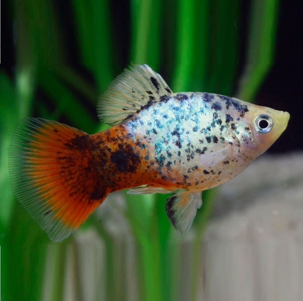 Пецилия зеленая неоновая ситцевая (Xiphophorus maculatus green neon calico Platy)