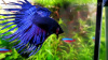 Петушок Коронохвостый синий самец (Betta-splendens-crown-tail-blue )