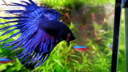 Петушок Коронохвостый синий самец (Betta-splendens-crown-tail-blue )