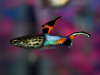 Гуппи Эндлера голубой змей (Guppy) Самец