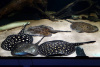 Скат Леопольди  (Potamotrygon leopoldi)