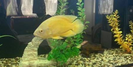 Цихлида Астронотус Лимонный  5 см  (astronotus-ocellatus Ellow)
