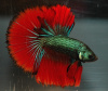 Петушок Халф Мун зеленый дракон самец (Betta splendens Halfmoon green dragon)