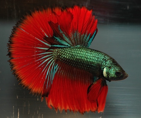 Петушок Халф Мун зеленый дракон самец (Betta splendens Halfmoon green dragon)