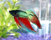 Петушок Вуалехвостый дракон биколор красно-синий самец (Betta-Dragon-Veil-Tail-Bicolor-Red-Blue)