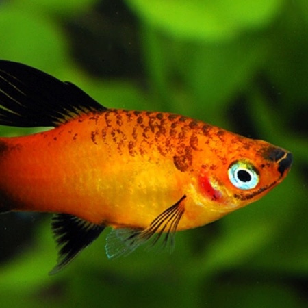Пецилия золотая чернохвостая  (Xiphophorus maculatus gold blacktail Platy)