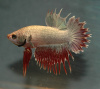 Петушок самка (курочка) Коронохвостая Красная (Betta fish female ) 3-3,5 см