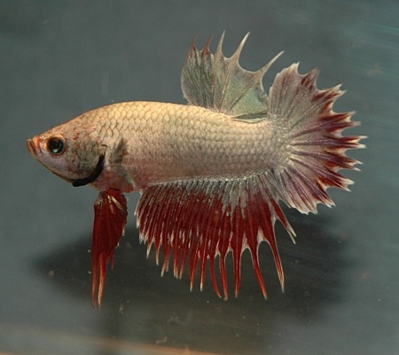 Петушок самка (курочка) Коронохвостая Красная (Betta fish female ) 3-3,5 см