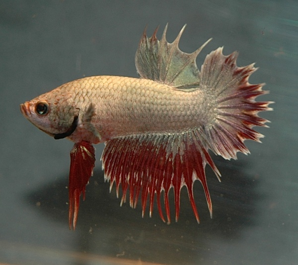 Петушок самка (курочка) Коронохвостая Красная (Betta fish female ) 3-3,5 см