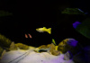 Гуппи берлинский желтохвостый (Guppy German Yellow Tail)