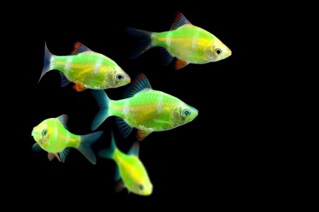 Барбус гонконг глофиш зеленый (Barbus GloFish)