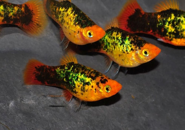 Пецилия закат ситцевый (Xiphophorus maculatus sunset calico Platy)