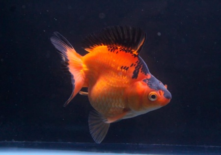Риукин красно-черный (Goldfish Ryukin red-black )