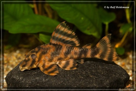 Пеколтия Рио Токантис L080 сом (Peckoltia sp. L080) 3,8 см 
