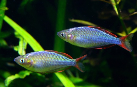 Радужница Неоновая (Melanotaenia Praecox)
