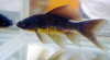 Золотая рыбка Комета черная (Goldfish comet black)
